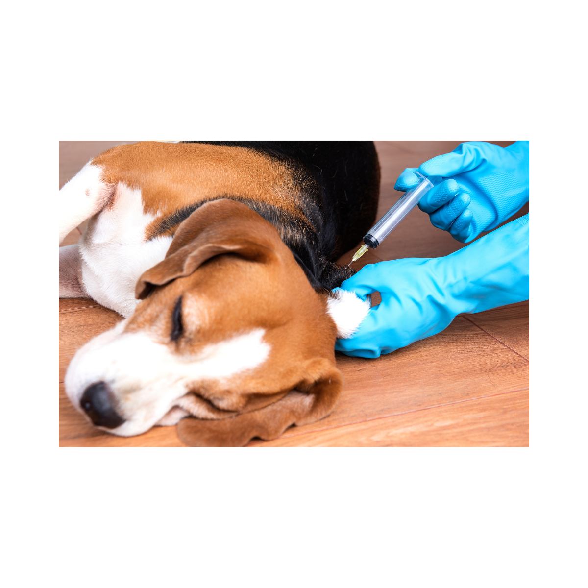 Vaccination, Inoculation & Disease Management